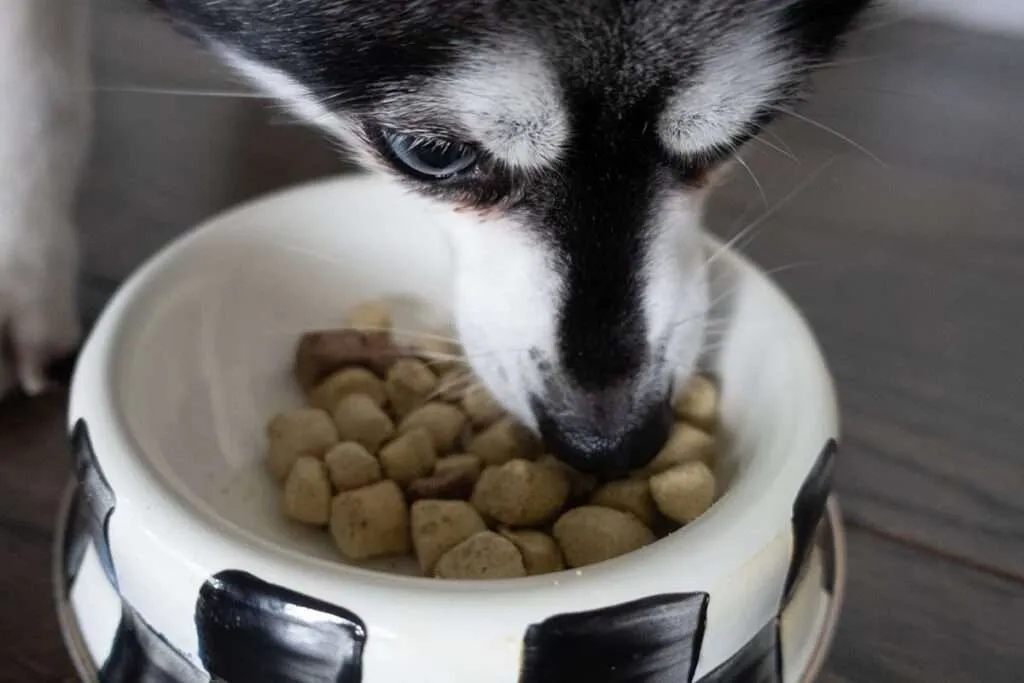 Skye eating UnKibble dog food