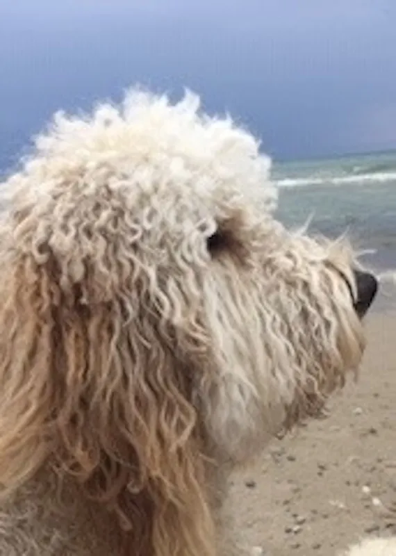Skylo as an adult Goldendoodle