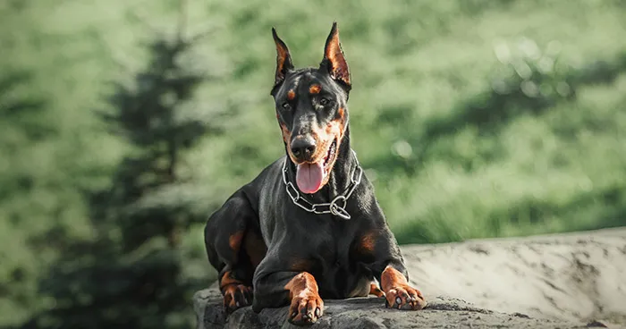 Sleek Doberman Pinscher looking focused and alert