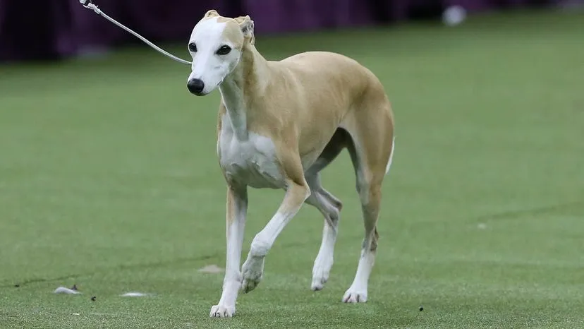 Sleek Whippet running outdoors, a low-shedding dog breed with high exercise needs