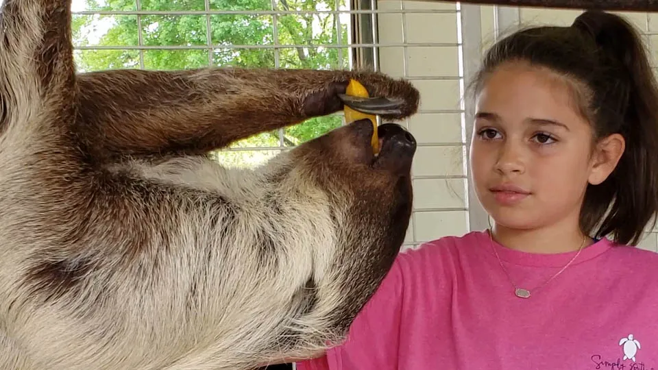 Sloth encounter