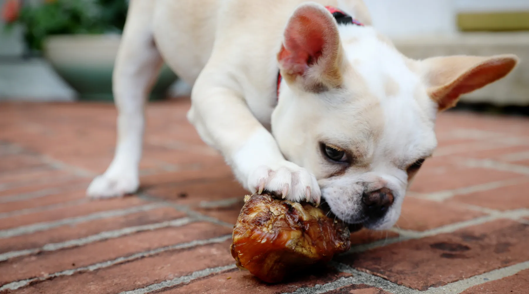 Small beef kneecap bones, perfect chew bones for small aggressive chewers.
