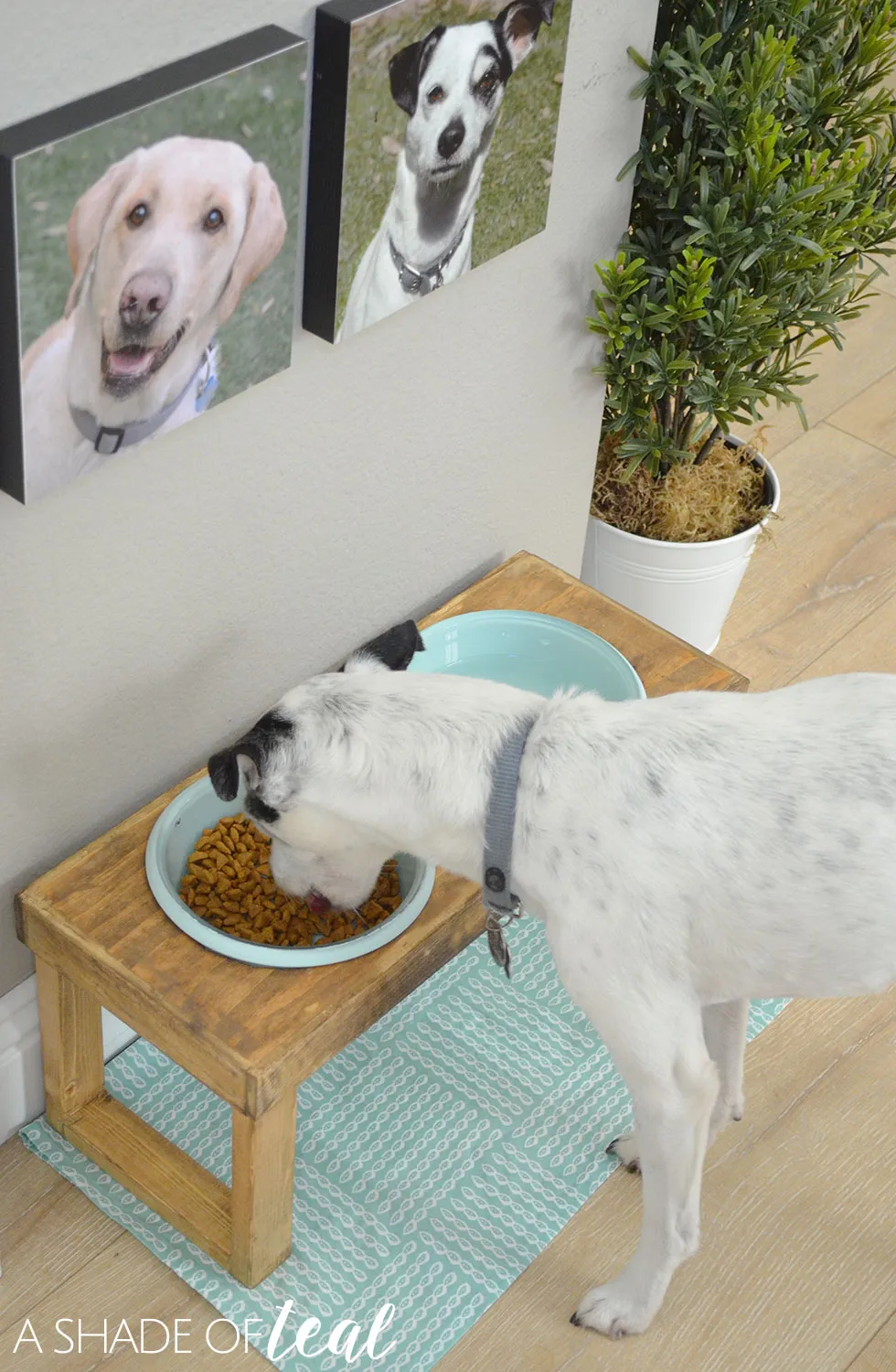 Small dog comfortably eating from its elevated food bowl, demonstrating proper posture with a raised feeder
