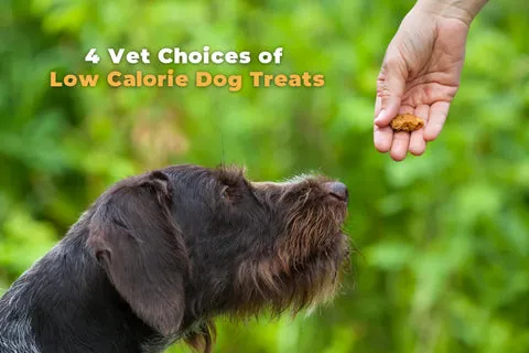 Small dog enjoying a healthy low-calorie treat