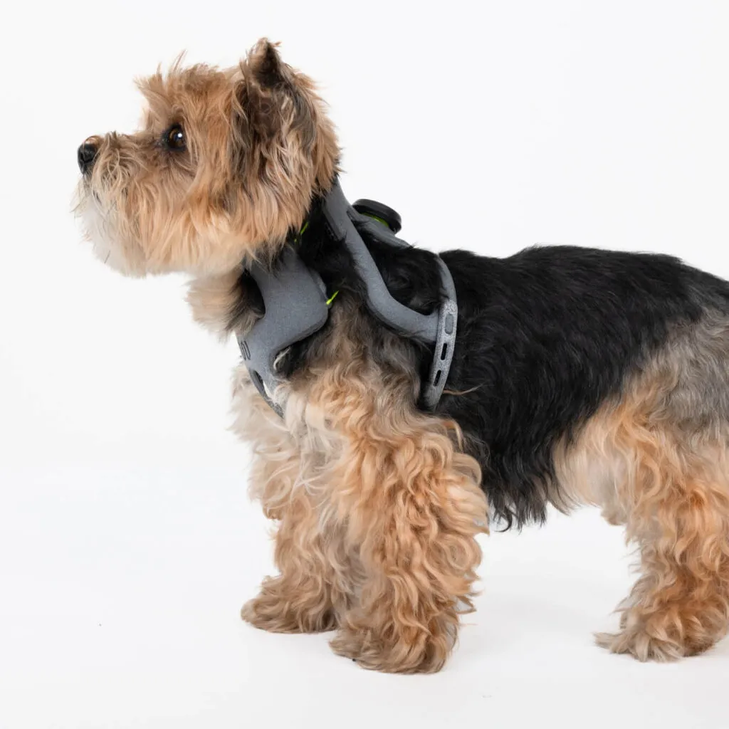 small dog wearing a neck brace