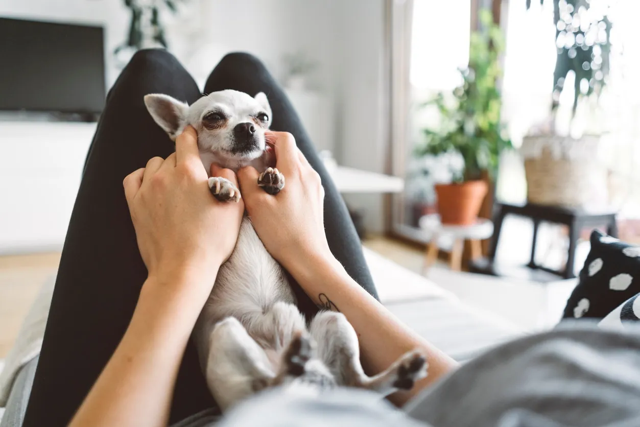 small gray chihuahua propped up on a person