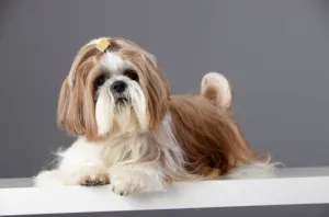 Small Shih Tzu dog with a neatly tied topknot, sitting alertly on a plush surface, looking directly at the camera.