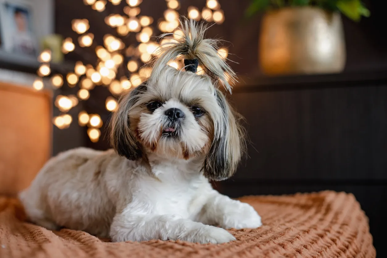 Small Shih Tzu with a white and gray coat, hair tied in a topknot
