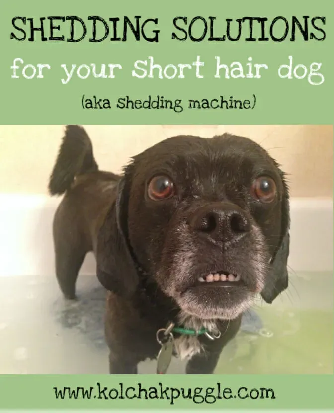 Small Short Haired Dog Being Groomed