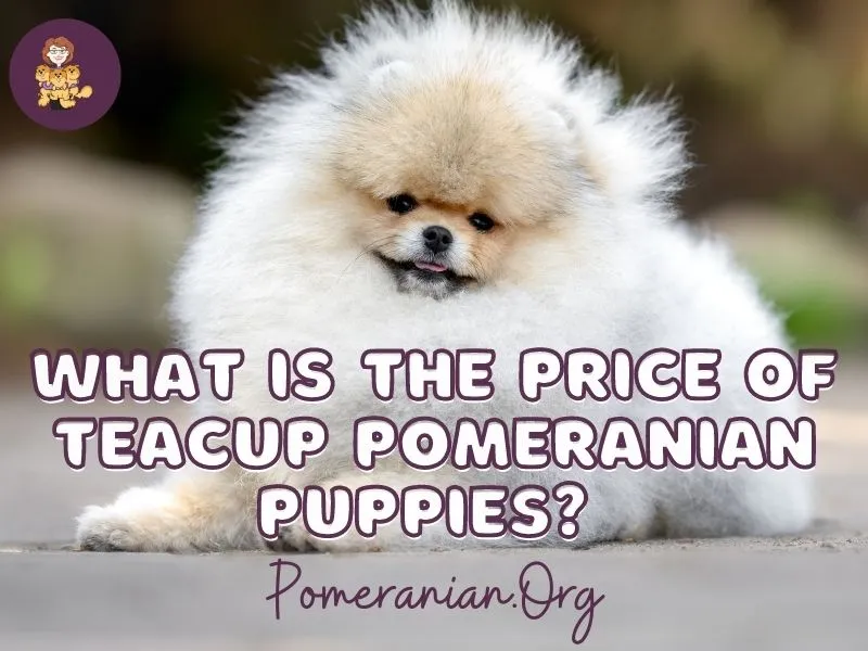 Small Toy Pomeranian puppy gazing thoughtfully