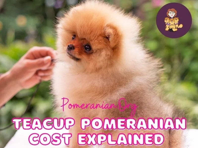 Small Toy Pomeranian puppy in a cozy bed