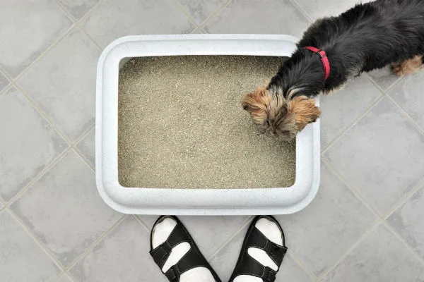 Small white puppy sitting next to a designated indoor potty training litter box with turf in a tidy home environment.