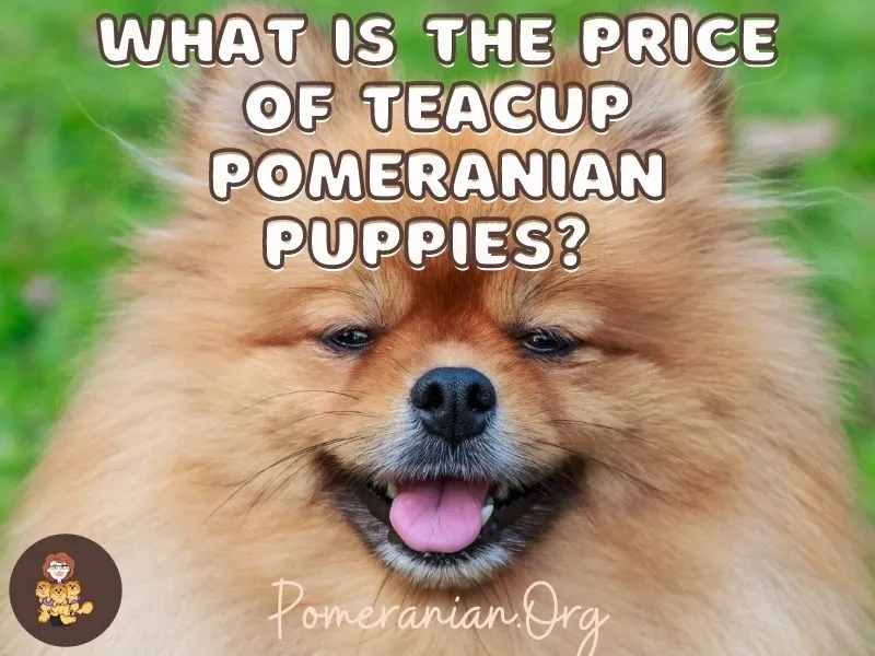Smiling Toy Pomeranian puppy portrait