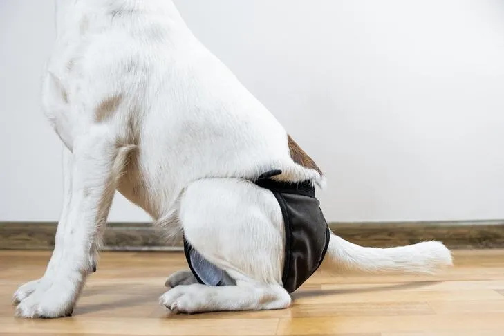 Smooth Fox Terrier dog sitting calmly indoors, fitted with a tailored dog diaper, illustrating various types of dog incontinence solutions.