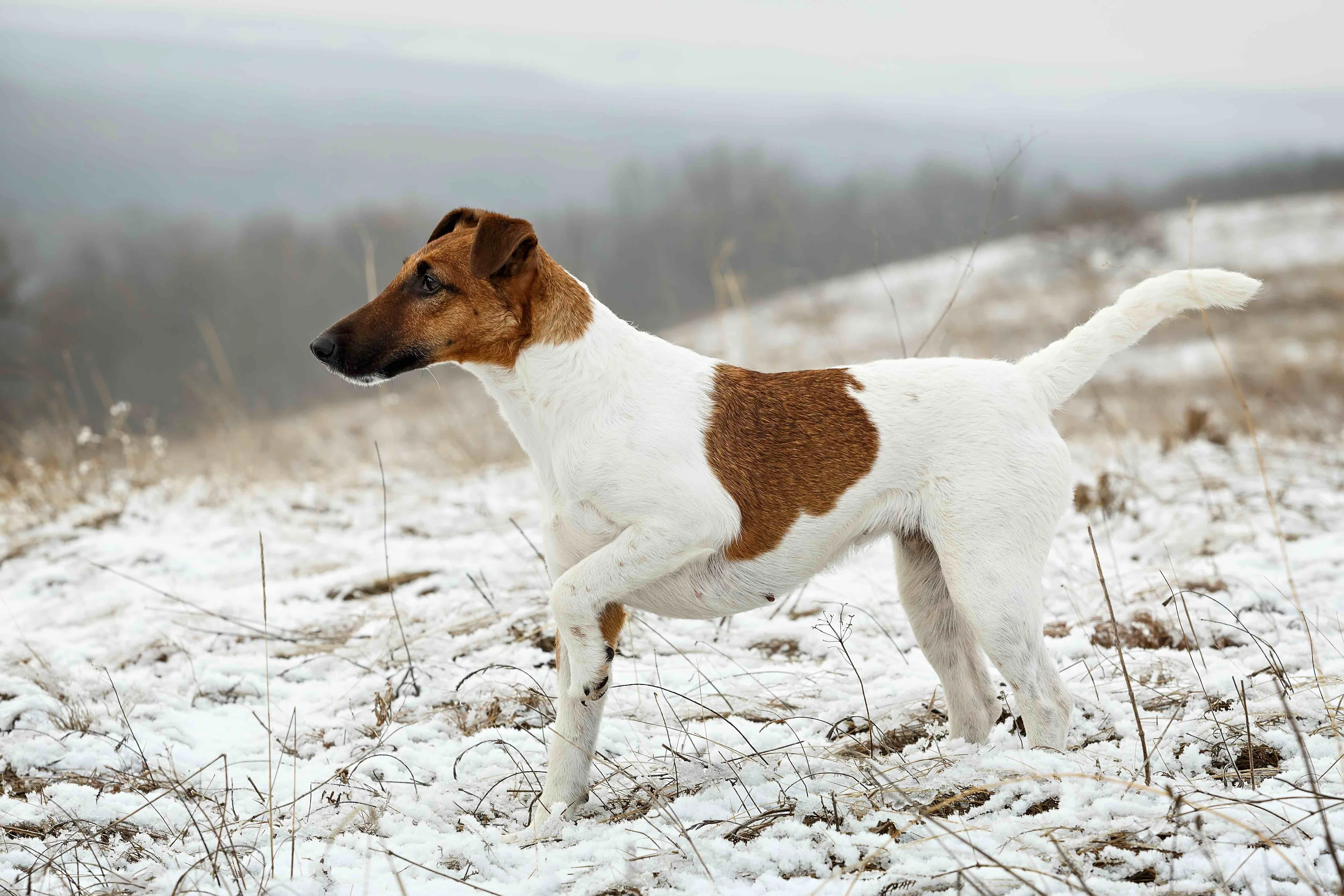 Smooth Fox Terrier pointing in the snow, accentuating its sleek coat and athletic stance