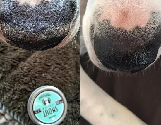 Snout Soother repairs crusty dog noses naturally!