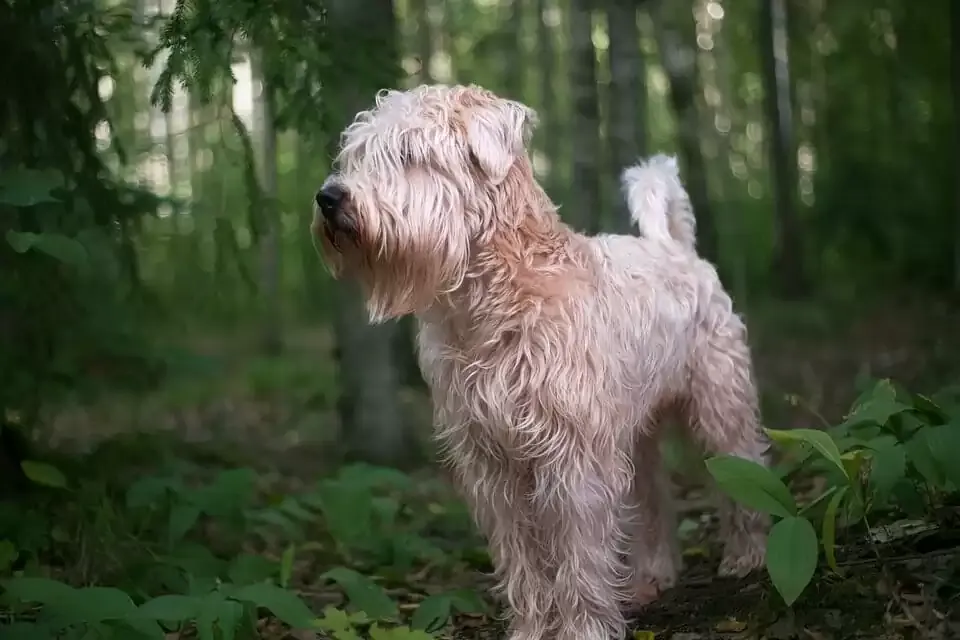 Soft-Coated Wheaten Terrier with a joyful expression
