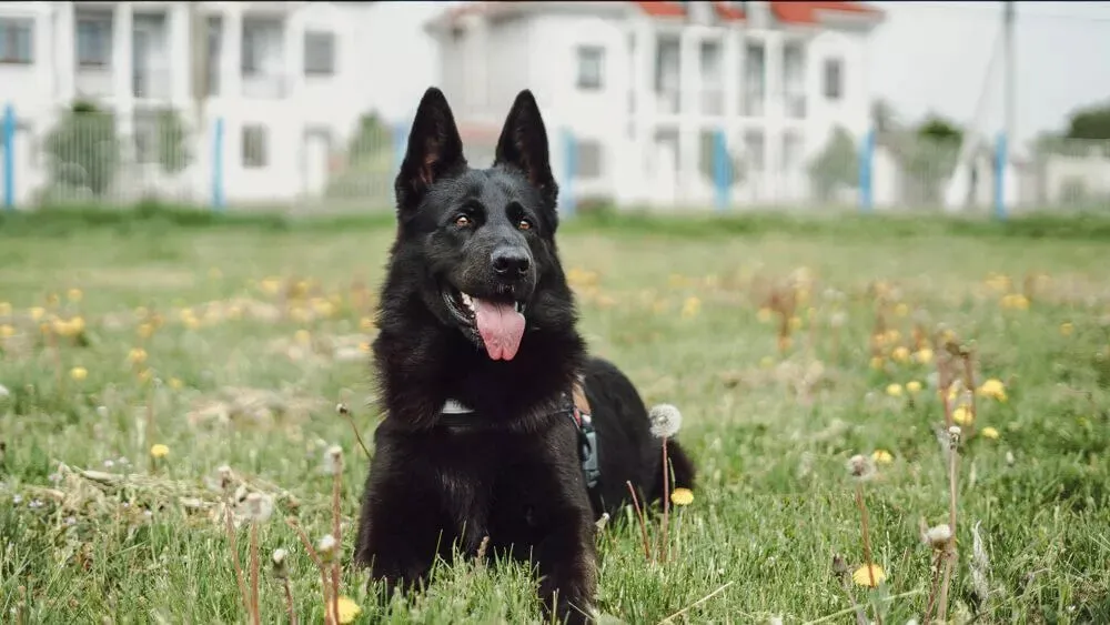 Solid Black German Shepherd with a glossy coat