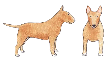 Solid colored Bull Terrier with minimal white