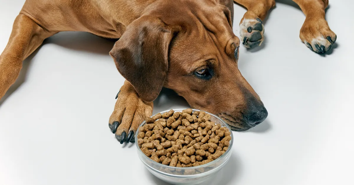 Spoiled Dog Food