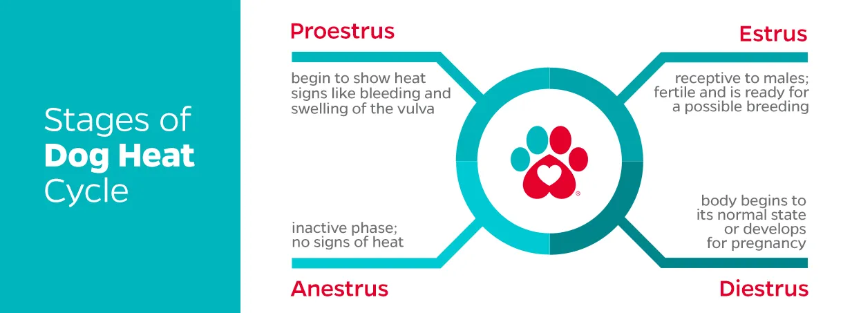 Stages of the Dog Heat Cycle, female dogs in heat, dog period