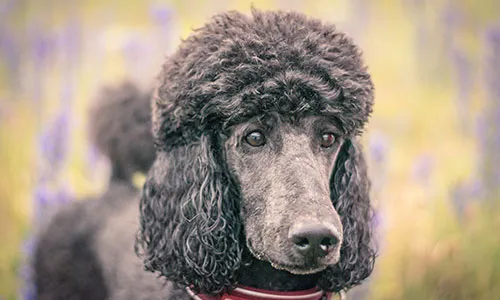 Standard Poodle