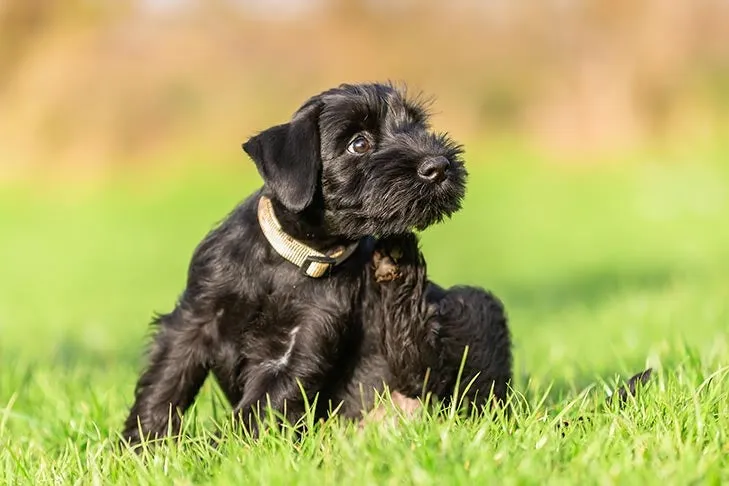 Standard-Schnauzer-puppy-scratching-himself-in-the-grass.20200401181922710