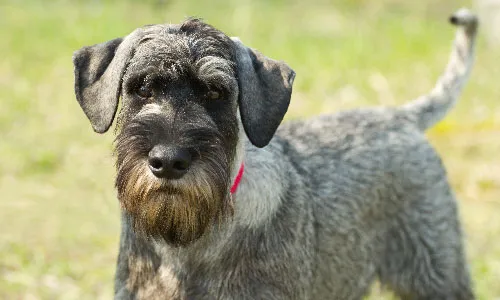 Standard Schnauzer