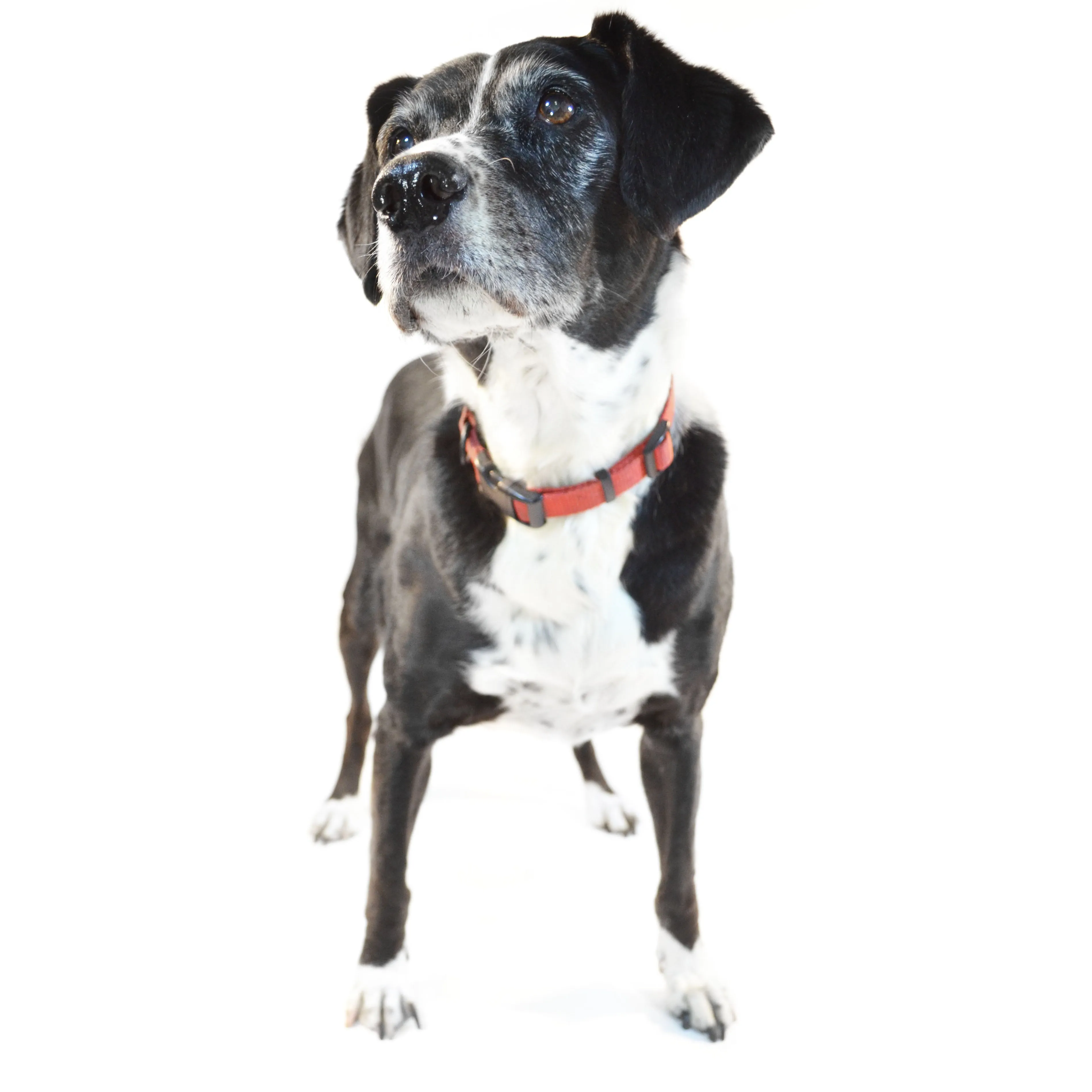 Standing dog looking up. Bite training: how to train dog to stop biting