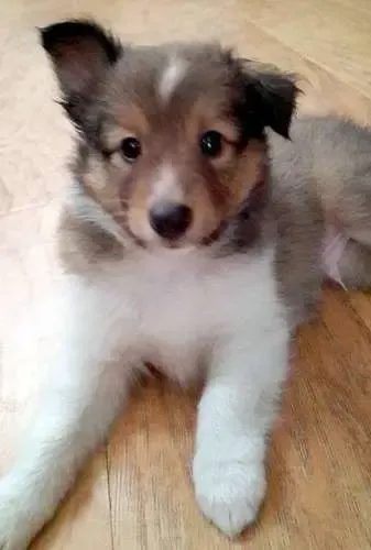 Stanis is an aspiring method actor, who only takes roles on dog food commercials.