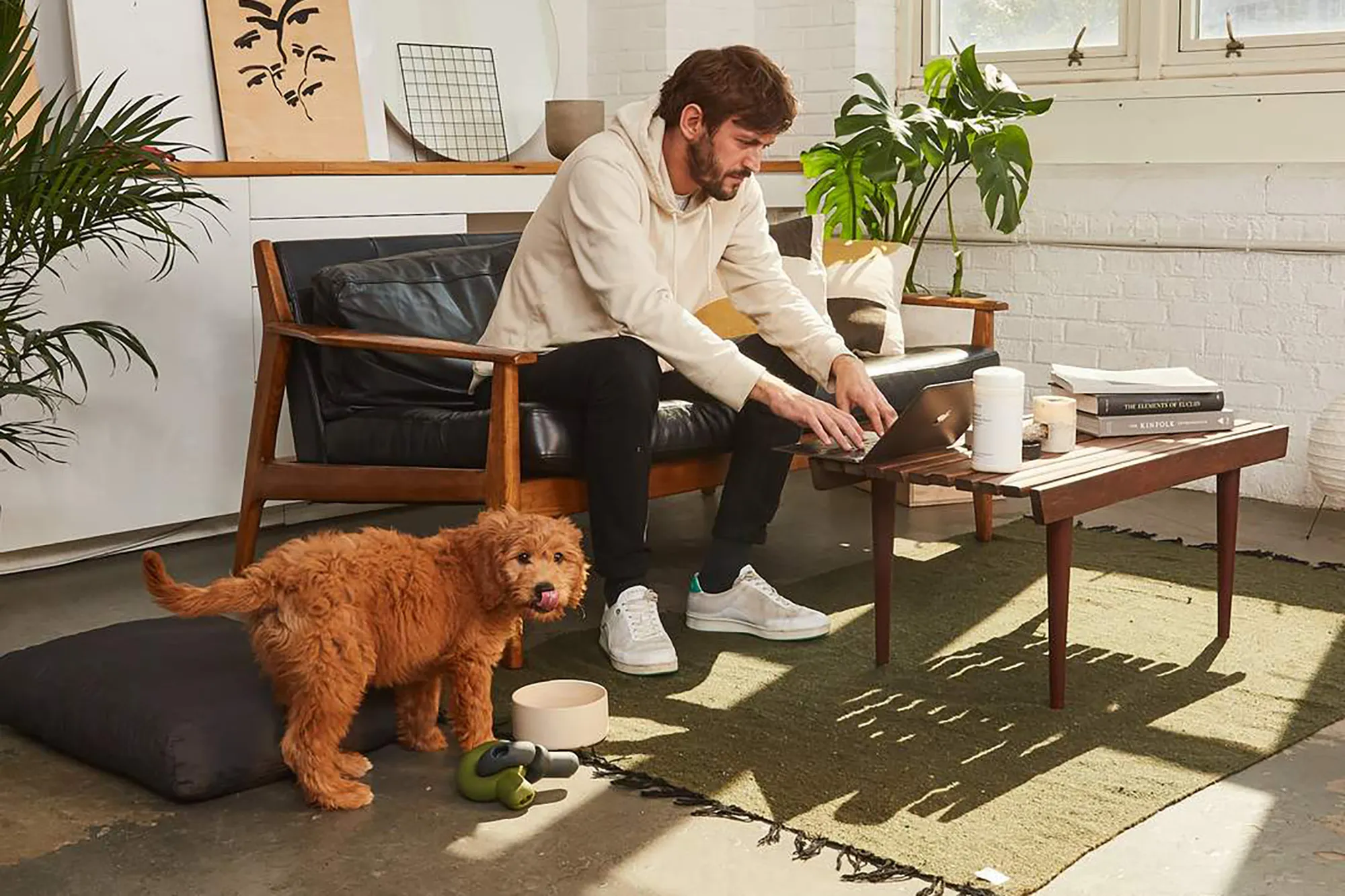 Stylish dog accessory from Fable Pets in a modern home setting