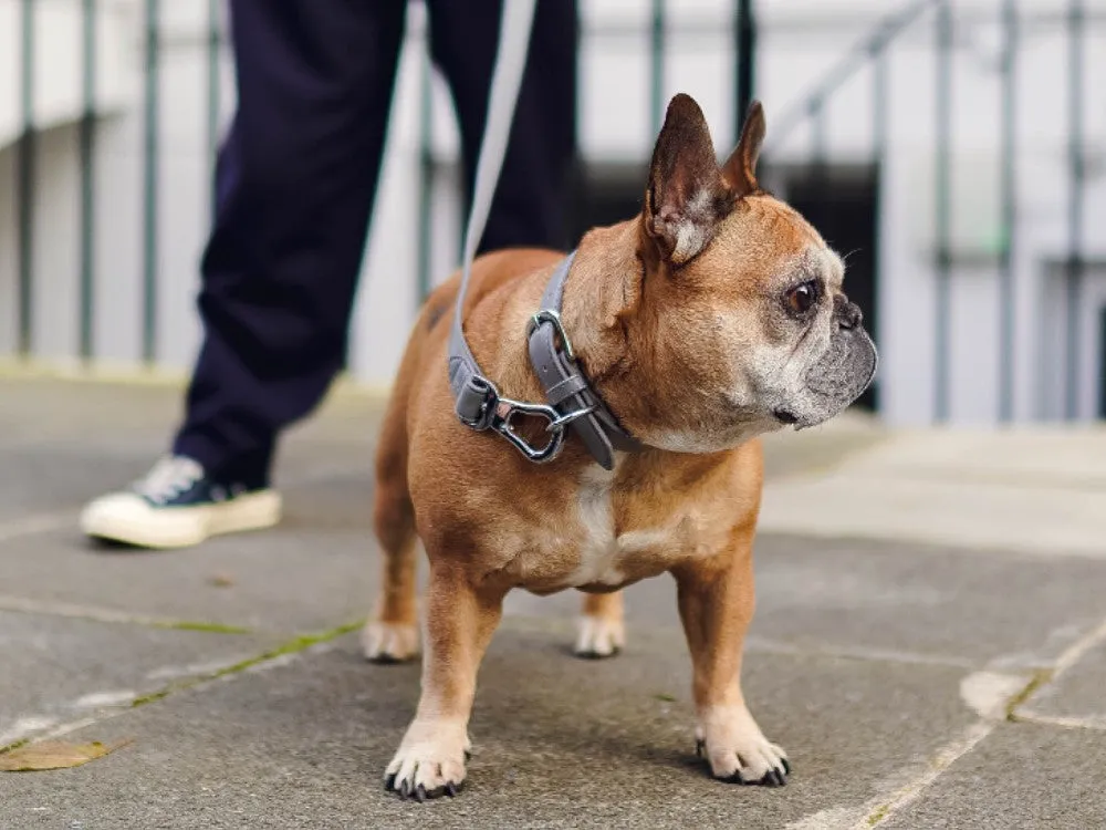 Stylish grey flat buckle collar on a French Bulldog, an essential home accessory for UK dogs