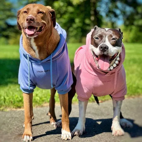 Stylish Pit Bull wearing a comfortable hoodie, looking alert and engaged