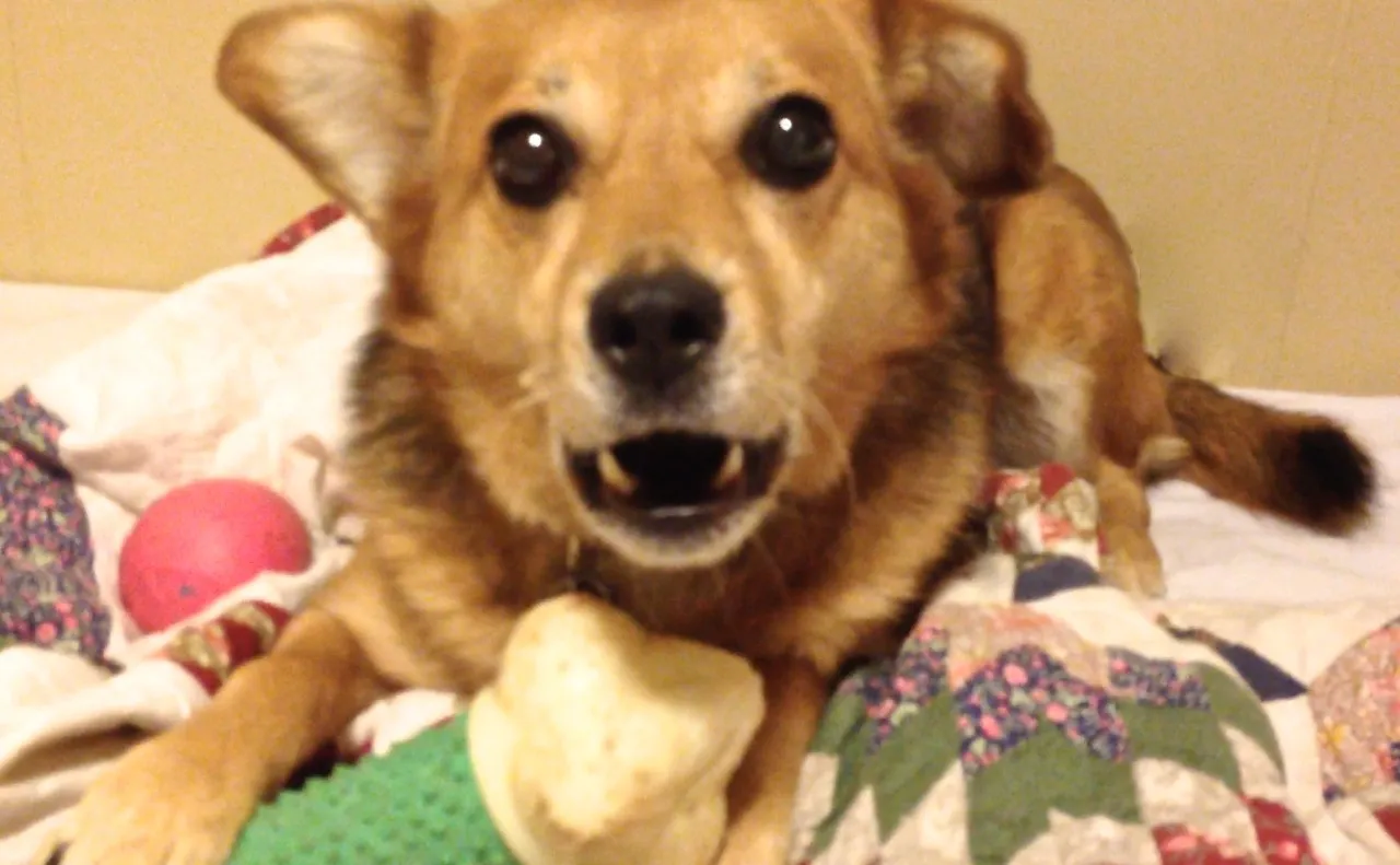 Summer and her bone