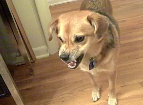 Summer snarling in play