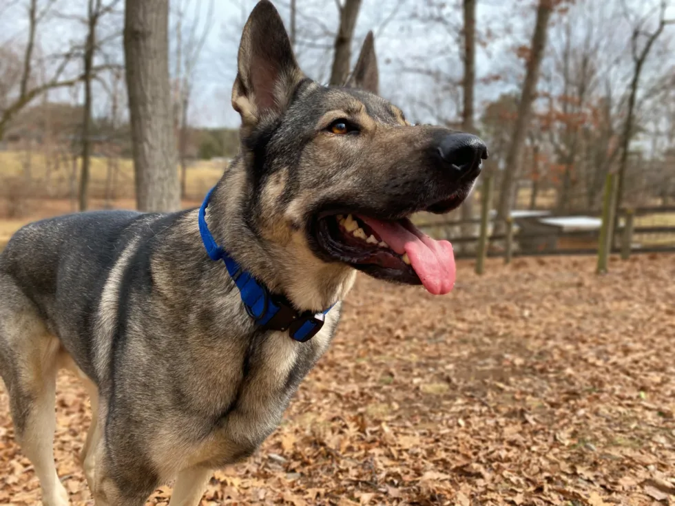 Tactipup Extreme dog collar on a German Shepherd cross named Indie, highlighting the handle and cobra buckle mechanism.