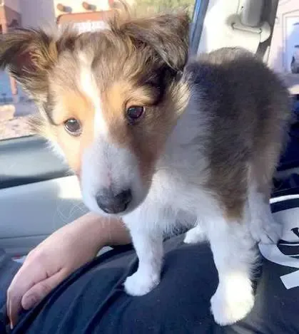 Tako on his first ride home, discovering the benefits of a human pillow.