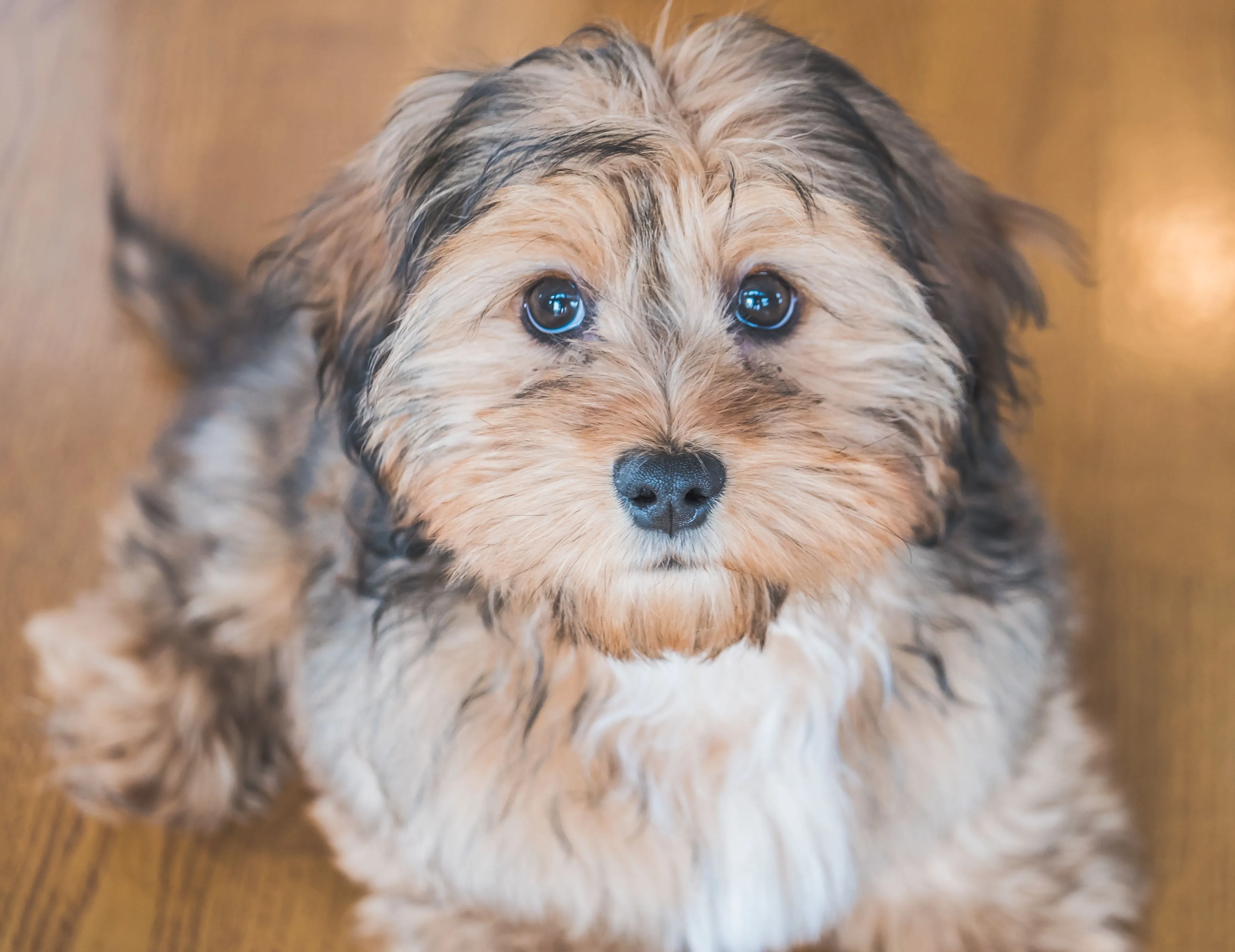 Tan and black Shih-Poo dog close-up, showing its fluffy, mixed-texture coat