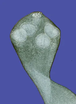 Tapeworm segments in dog feces resembling rice grains