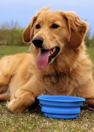 TeeJay as an adult Goldendoodle
