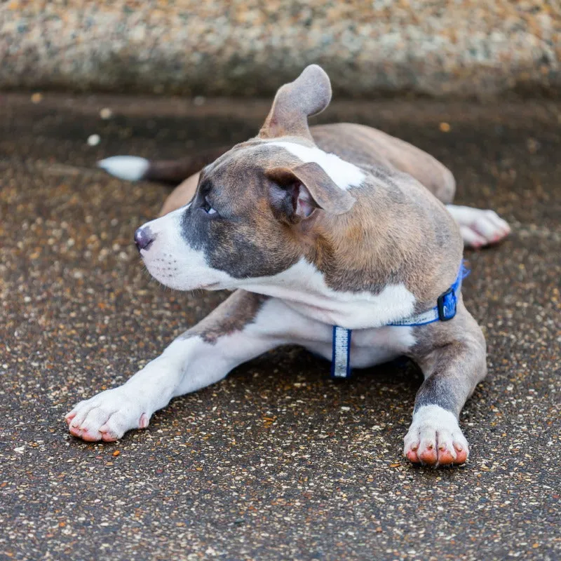 Teething discomfort for a Pit Bull puppy with a chew toy
