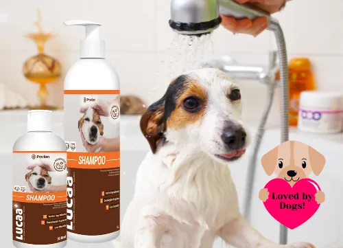 the best probiotics for dogs