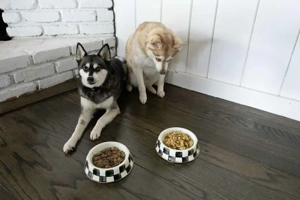 The Farmer's Dog individual meal pouches