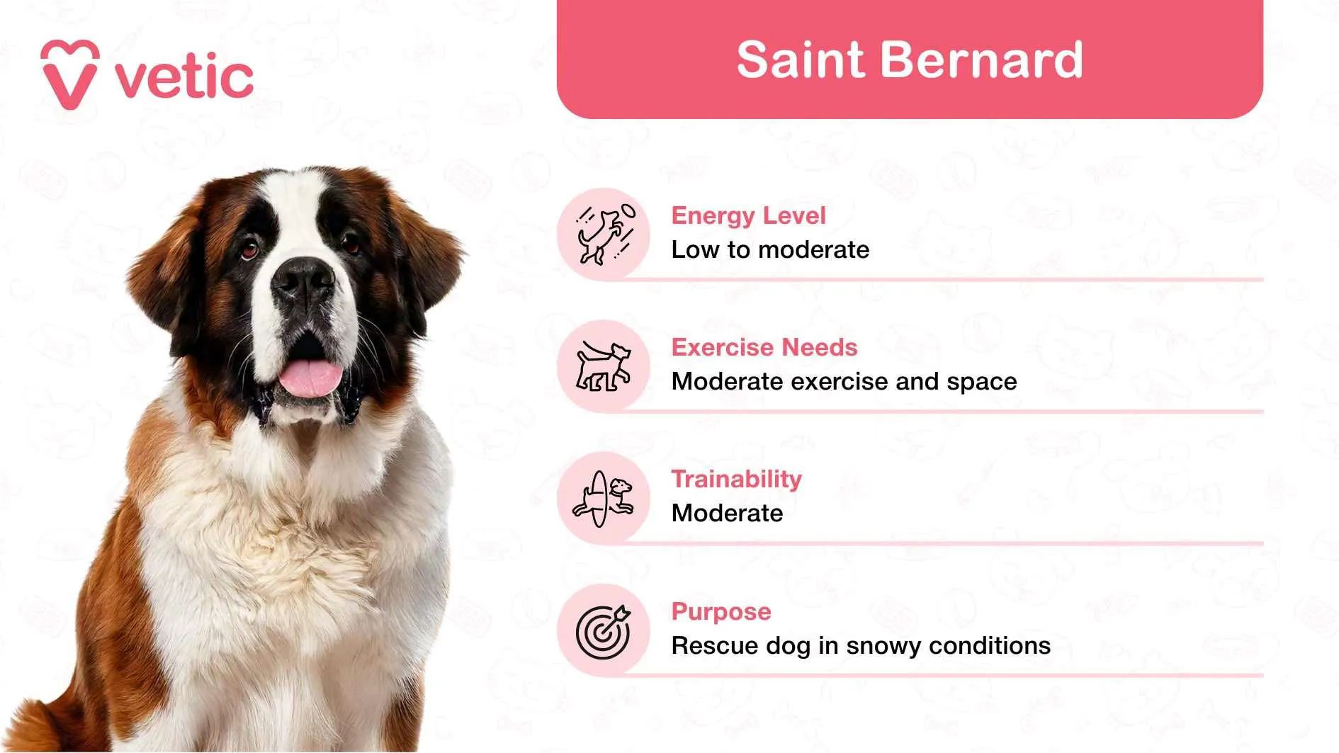 The image features a Saint Bernard, a breed widely recognized as a family and kid-friendly dog breed in India, thanks to its gentle and affectionate temperament. The backdrop contains a delightful pattern of pet-related icons, adding charm and whimsy to the overall design. The 