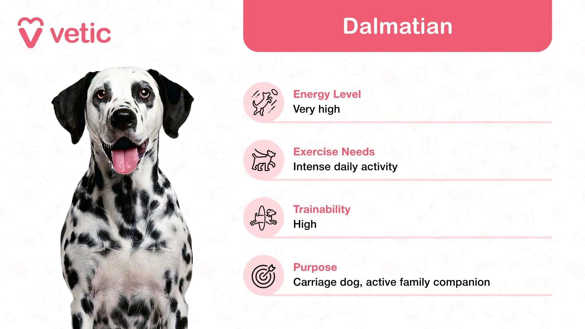 The image highlights a Dalmatian, cherished as a family and kid-friendly dog breed in India for its outgoing and playful nature. Though the dog