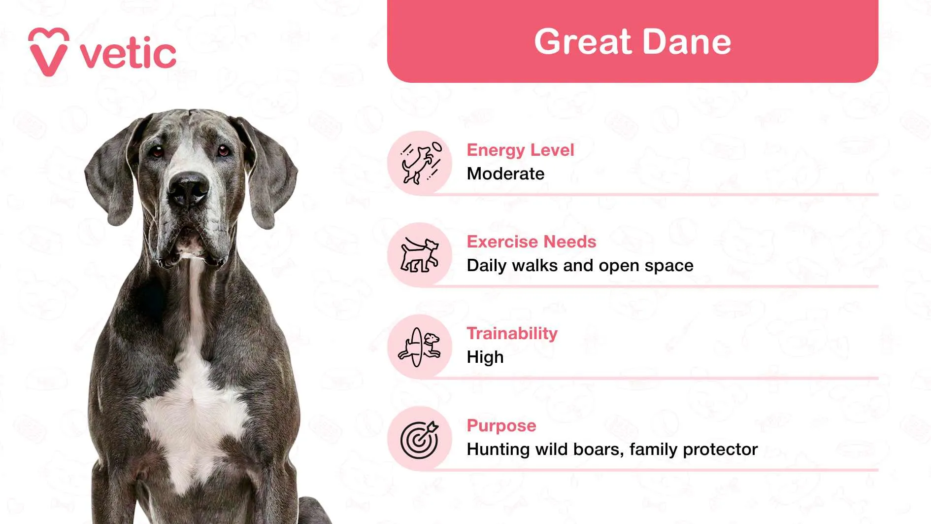 The image highlights a Great Dane, celebrated as a family and kid-friendly dog breed in India, due to its gentle and protective demeanor. Despite its imposing size, this breed is known for being affectionate and good-natured, making it a wonderful companion for families with children. The background features a pattern of pet-related icons, adding a playful and engaging touch to the design. On the top left corner, the 
