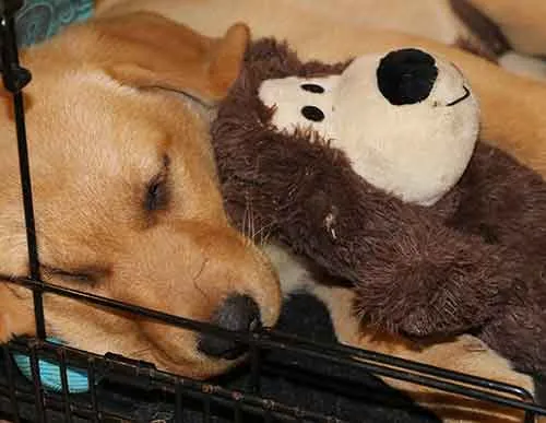 The large Kong Wild Knots Teddy, a snuggly and comforting toy for puppies.