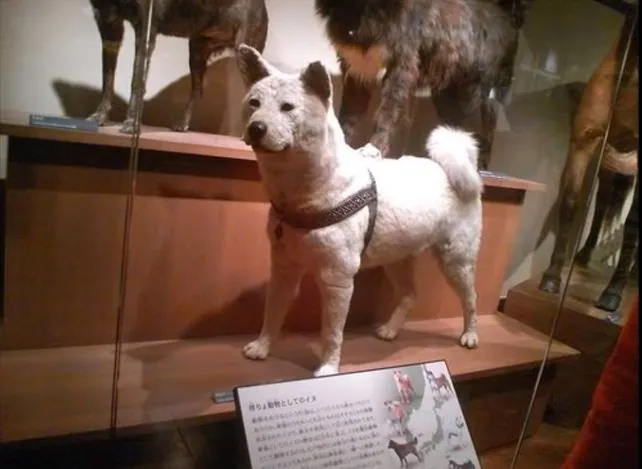 The preserved body of Hachiko on display at the National Museum of Nature and Science