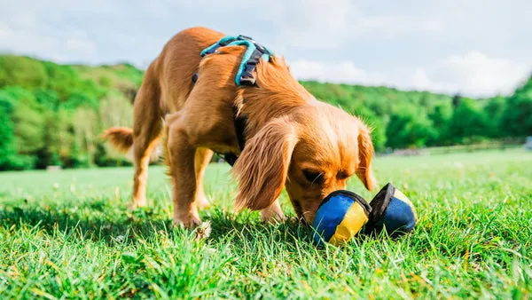 The Tug-E-Nuff Clam treat dispensing toy