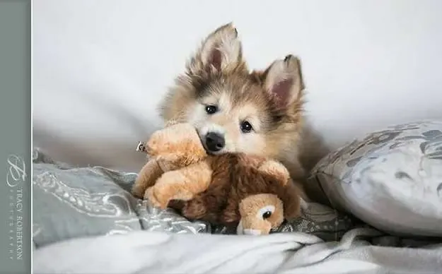 There it is again, that deliberately cute puppy pose. I can only assume they practice it in the womb, making Sheltie ultrasounds utterly glorious.